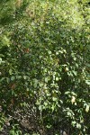 California Buckthorn in fruit
