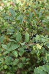 California Buckthorn fruit & foliage
