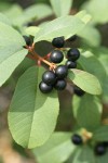 California Buckthorn fruit & foliage detail