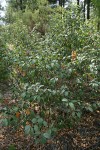 California Buckthorn in fruit