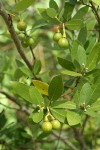 Oregon Myrtle fruit & foliage