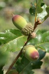 Oregon White Oak (Brewer's Oak) acorns detail
