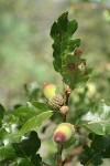 Oregon White Oak (Brewer's Oak) acorns & foliage