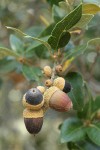Canyon Live Oak acorns among foliage detail