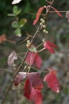 Poison-oak fall foliage & fruit