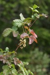 Poison-oak fall foliage & fruit