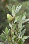 Huckleberry Oak acorn & foliage