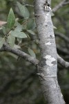 Huckleberry Oak trunk