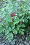 Red Baneberry fruit & foliage