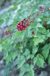 Red Baneberry fruit w/ soft-focus foliage bkgnd