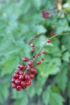 Red Baneberry fruit