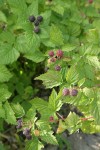 Blackcap Raspberry fruit & foliage