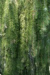 Brewer Spruce weeping foliage