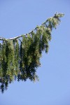 Brewer Spruce weeping foliage against blue sky