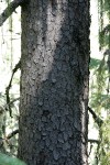 Brewer Spruce trunk