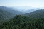 Dense conifer forest in Indian Creek Drainage, view south to Klamath River valley [pan 4 of 7]