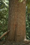 Sugar Pine trunk