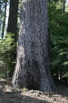 Sugar Pine trunk