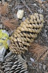 Sugar Pine fallen cone