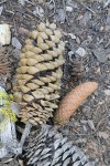 Sugar Pine fallen mature & fresh cones