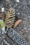 Sugar Pine fallen mature & fresh cones