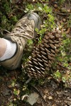 Sugar Pine fallen cone among Kinnickinnick foliage w/ man's size 8 shoe