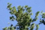 Sugar Pine foliage against blue sky
