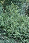 Golden Chinquapin, shrub form