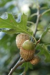 California black oak acorn among foliage