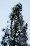 Knobcone Pine crown w/ cones attached to trunk