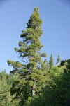 Knobcone Pine against blue sky