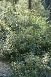 Golden Chinquapin bush form