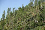 Knobcone Pines on hillside