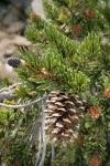 Foxtail Pine foliage & cone