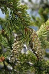 Foxtail Pine foliage & immature cones