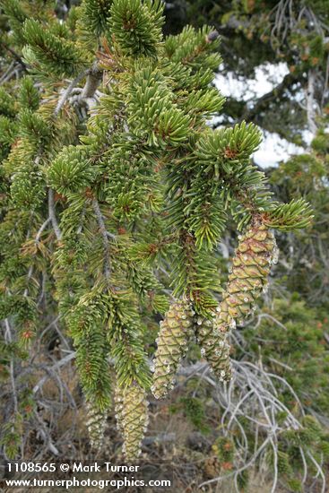 Pinus balfouriana
