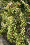 Foxtail Pine foliage