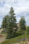Foxtail Pines & Shasta Red Firs