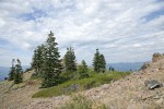 Foxtail Pines & Shasta Red Firs on alpine ridge