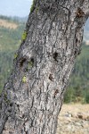 Foxtail Pine trunk