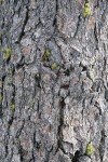 Foxtail Pine bark