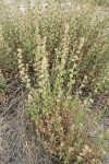 California brickellbush in seed