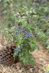 Shining Oregon-grape in fruit w/ Jeffrey Pine cone at base