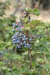 Shining Oregon-grape fruit & foliage