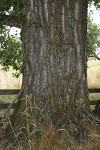 Fremont Cottonwood trunk