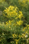 Parry's Rabbitbrush blossoms