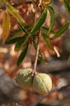 California Buckeye nuts among withering foliage