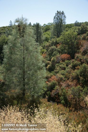 Pinus sabiniana; Quercus berberidifolia; Aesculus californica