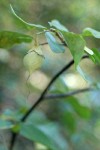 California Snowdrop Bush fruit & foliage