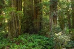 Redwoods w/ Sword Ferns